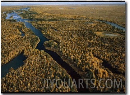 Aerial View of Forested Land and River in Wapusk National Park