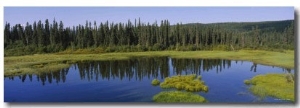 Reflection of Trees in a Pond, British Columbia, Canada