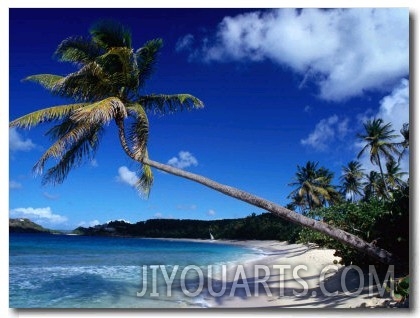 Palm Trees on Galley Beach in Leeward Islands, Antigua & Barbuda