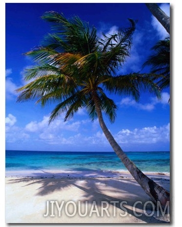 A Palm Tree Bends to the Caribbean Sea on a Key in the San Blas Islands, San Blas, Panama