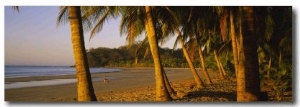 Palm Trees on the Beach, Samara Beach, Guanacaste Province, Costa Rica