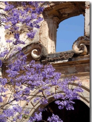 Purple Spring Flowers in Bloom, La Compania de Jesus, Antigua, Guatemala
