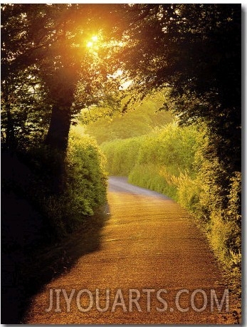 Sunlit Country Lane, Devon, England