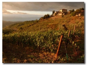 Vineyards, Tuscany, Italy
