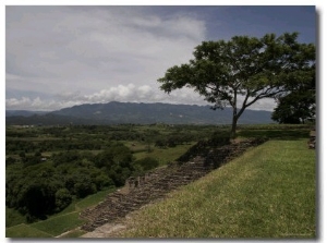 Tree and Mayan Ruins of Tonina, Mexico