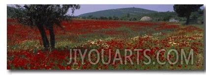 Red Poppies in a Field, Turkey