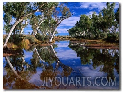 Creek Lined with River Red Gum Near Hermannsaburg, Northern Territory, Australia