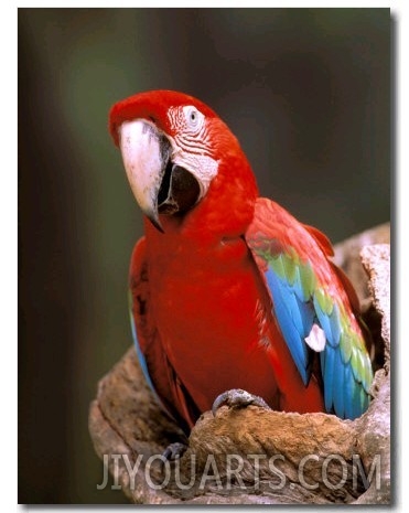 Red and Green Macaw, Amazon, Ecuador