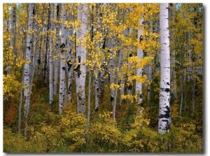 Aspen Trees Near Mcclure Pass in Gunnison National Forest, Gunnison, Colorado, USA