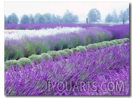 Lavender Field, Sequim, Washington, USA