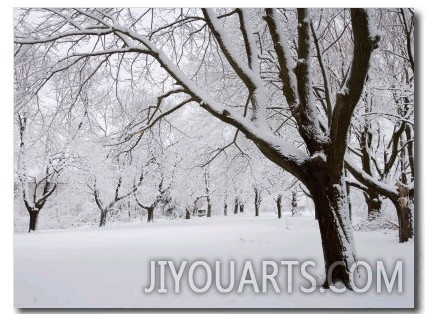 Snow Covered Maple Trees in Odiorne Point State Park in Rye, New Hampshire, USA