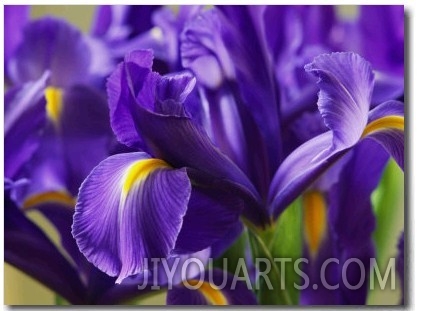 Close View of Irises
