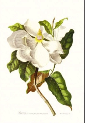 Magnolia Maxime Flore