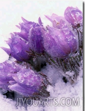 Pasqueflower, Anemone Patens, Growing in Snow