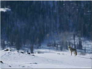 A Coyote Surveys a Snowy Landscape Near the Edge of a Forest