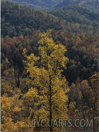 Autumn Colors Paint a Beautiful Fall Forest Landscape