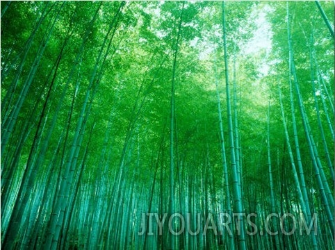 Bamboo Forest, Sagano, Kyoto, Japan