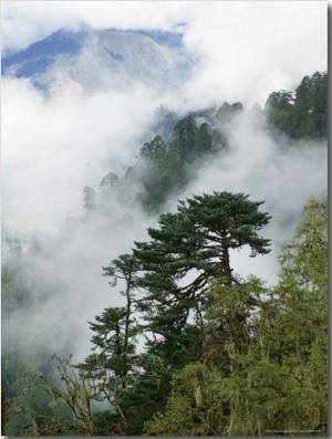 Forest Landscape in the Mist, Pepe La Pass, Gangtey Village, Bhutan