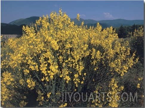 Spanish Broom in a Landscape, National Park of the Casentino Forests, Mount Falterona and Campigna