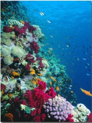 Huge Biodiversity in Living Coral Reef, Red Sea, Egypt