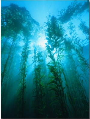 Kelp Forest Underwater, Tasmania, Australia