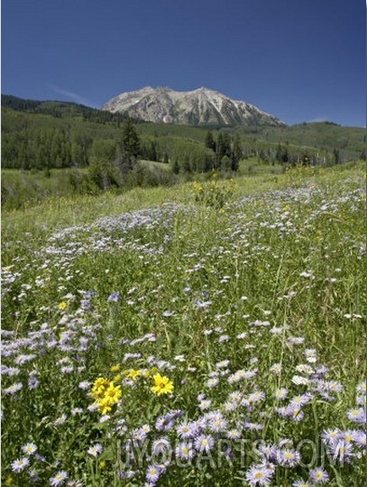 Field of Showy Daisy, Grand Mesa Uncompahgre Gunnison National Forest