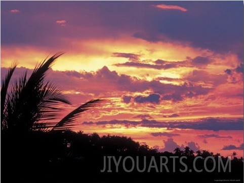 Gold and Pink Sunset with Silhouette of Palm Tree