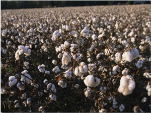 A Field of Fluffy Cotton Plants in North Carolina