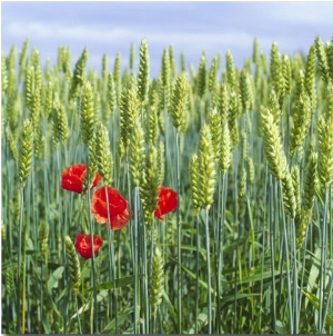 Close Up of Wheat Crop in a Field