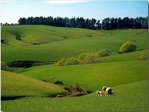 Farmland Near Clinton, New Zealand
