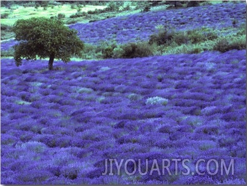 Lavender Field and Almond Tree, Provance, France