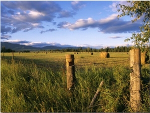 Hay Bales in Field, Whitefish, Montana, USA