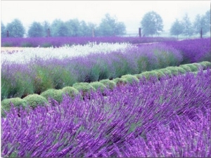 Lavender Field, Sequim, Washington, USA