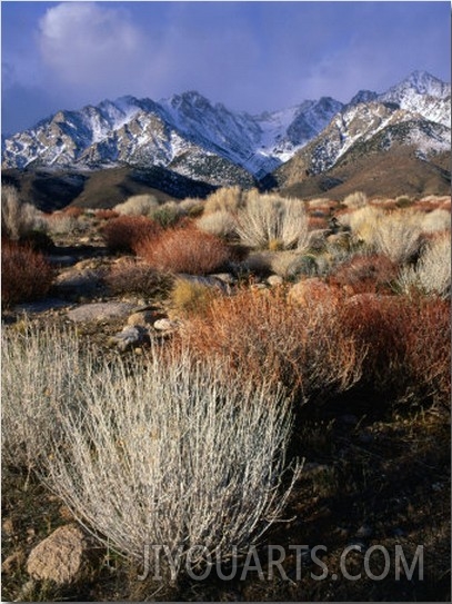 Mountains and Desert Flora in the Owens Valley, Inyo National Forest, California, USA