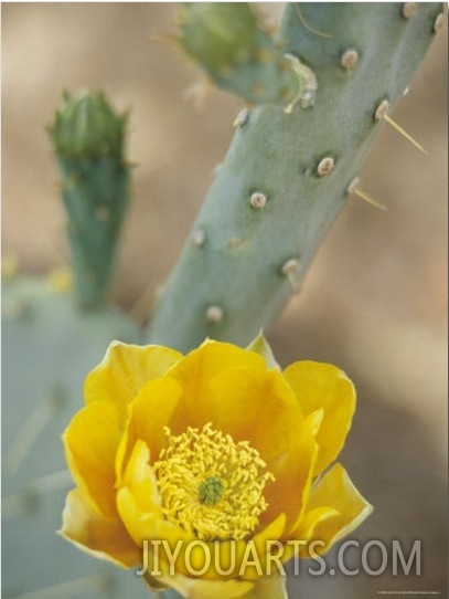 Prickly Pear Cactus in Bloom, Arizona Sonora Desert Museum, Tucson, Arizona, USA