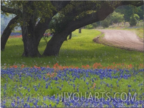 Oak Trees, Blue Bonnets, and Indian Paint Brush, Near Gay Hill, Texas, USA