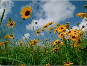 Wild Sunflowers in a Field