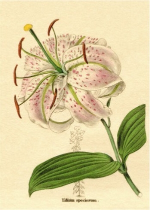 Lilium speciosa or Spotted flowered lily from Benjamin Maund