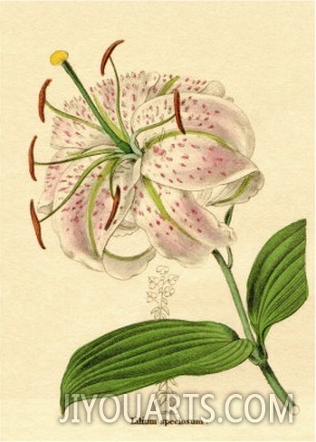 Lilium speciosa or Spotted flowered lily from Benjamin Maund