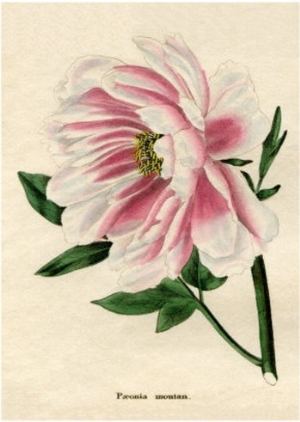 Paeonia moutan or Poppy flowered Tree Peony from Benjamin Maund