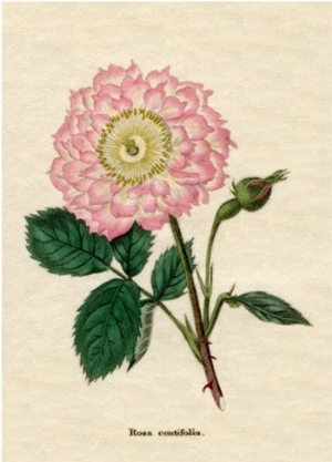 Rosa centifolia, The Oeillet or pink flowered rose from Benjamin Maund