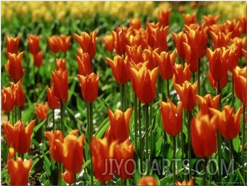 Tulipa  Ballerina  (Lily Flowered Tulip) Red Orange Flower