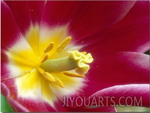 Tulipa  Maytime  (Lily Flowered)