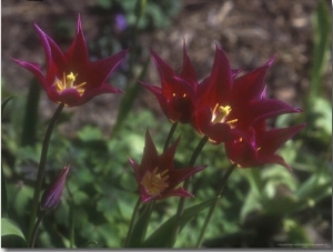 Tulipa  Maytime,  (Late Flowering, Lily Flowered Variety) Flowering in, Kent