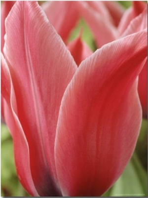 Tulipa  Yonina  (Lily Flowered Group)