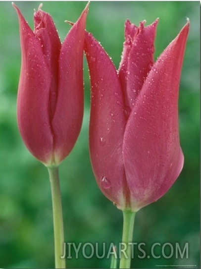 Tulipa, Burgundy (Lily Flowered) with Dew Drops