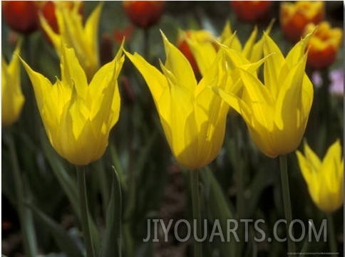 Tulipa, West Point (Lily Flowered Tulip)