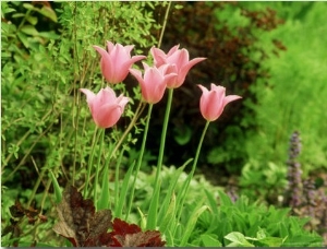 Un Named Pink Tulipa (Lily Flowered)