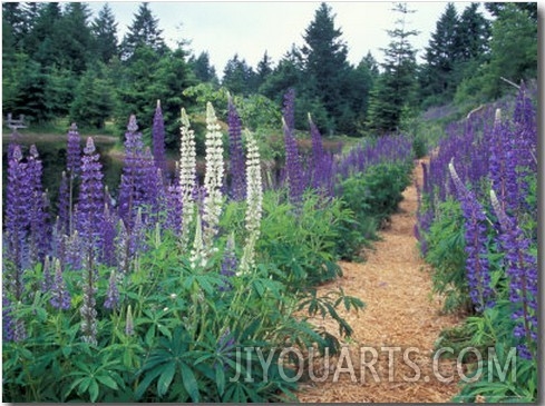 Lupines by a Pond, Kitty Coleman Woodland Gardens, Comox Valley, Vancouver Island, British Columbia