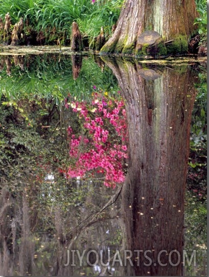 Reflections in Pond, Magnolia Plantation and Gardens, Charleston, South Carolina, USA